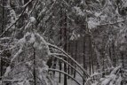 "Snaigės" žygis Vasario 16-ąją.