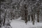 "Snaigės" žygis Vasario 16-ąją.